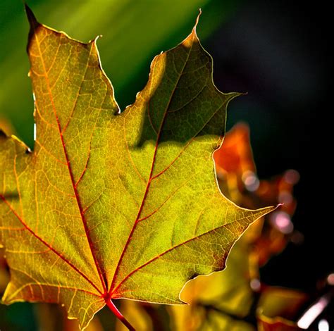 Maple Leaf And Bokeh Sharon Mollerus Flickr