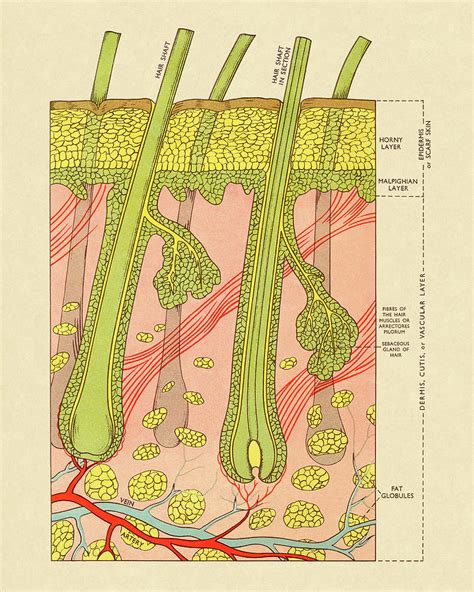 Cross Section Of Skin With Hair Follicles Drawing By Csa Images Fine