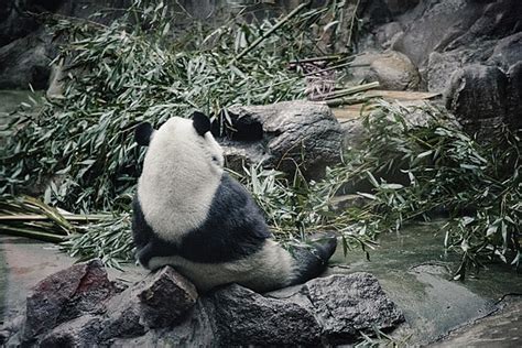 Giant Pandas Eat Bamboo Shoots Background Bamboo Bamboo Leaves Panda