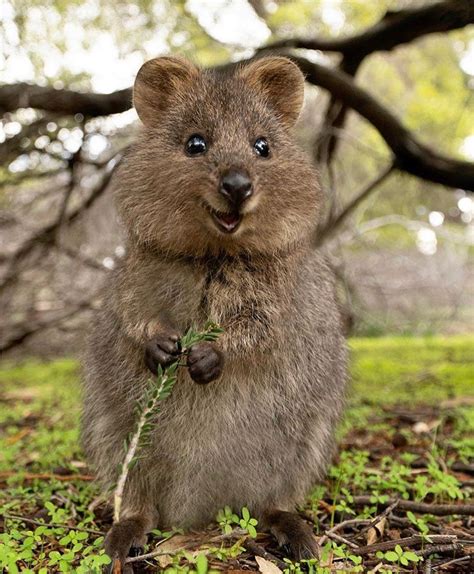 Quokka Is Native To Small Islands Off The Coast Of Western Australia