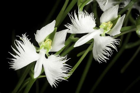 White Egret Orchid L Stunning Variety Our Breathing Planet