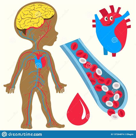 Anatomy stock vector. Illustration of heart, mind, medicine - 137264874