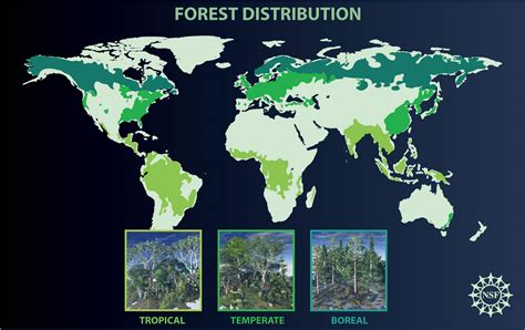 Forests And Climate Change Whats Their Role In Global Warming Feature