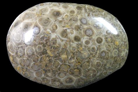 355 Polished Petoskey Stone Fossil Coral Michigan 162052 For
