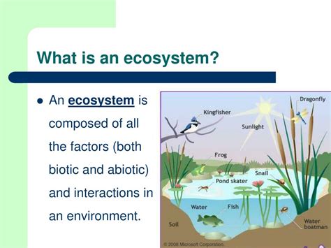 Types Of Ecological Presentation