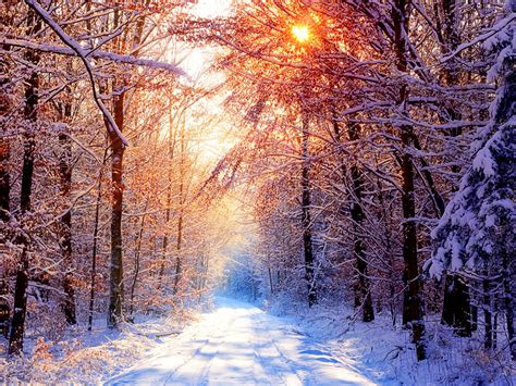 Winter Sunset Forest Free Hd Widescreen Wallpa 9397
