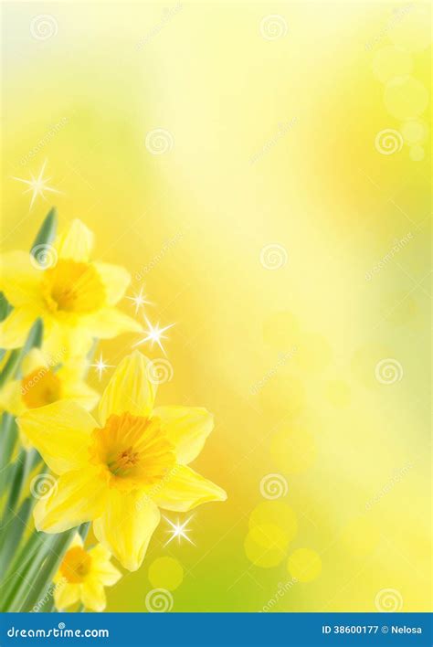 Daffodil Background Stock Image Image Of Background 38600177