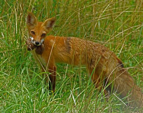 Fox Hunt Cavematt Flickr