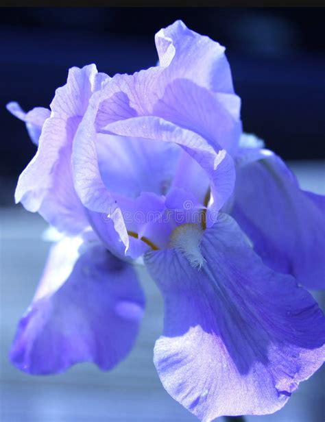 Iris Flower Blue Stock Image Image Of Plants Open Blue 41668501
