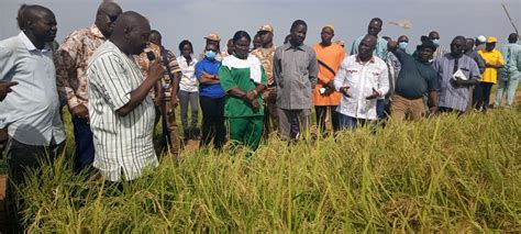 Agriculture Au Burkina Faso Bientôt 200 Tonnes De Semences De Base De