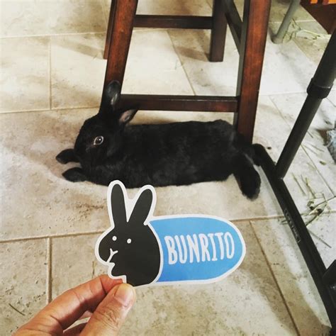 Bunrito Bunny Sticker Bunny Burrito Rabbit Laptop Cute Kawaii Etsy