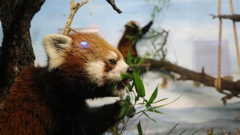 Le Zoo De Saint Félicien Accueillera Des Pandas Arboricoles Radio