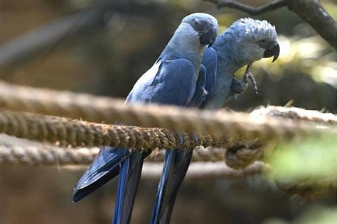 Blue Parrot Featured In Movie Rio Is Now Highly Likely To Be Extinct In