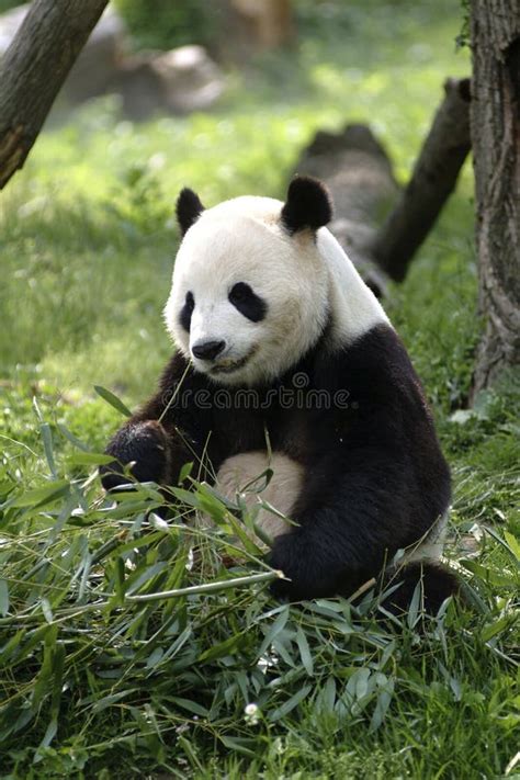 Giant Panda Stock Photo Image Of Bear Black Endangered 958158