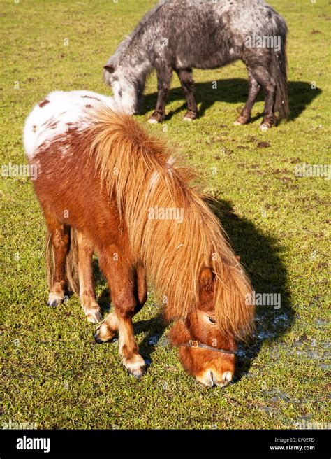 A Pair Of Falabella Miniature Horses Grazing On Grass Stock Photo Alamy
