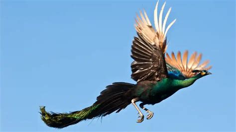 Can Peacocks Fly Interesting Facts About Them Bestbirdguide