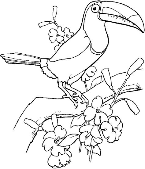 All free coloring pages toucan page with click view printable version color online compatible ipad android tablets toco download bird. Animal Coloring, Bird Coloring Page Toucan: Bird Coloring ...