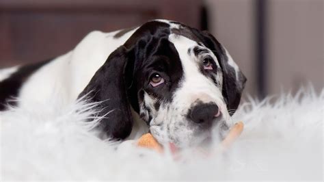 Black And White Great Dane Dog Hd Animals Wallpapers Hd Wallpapers