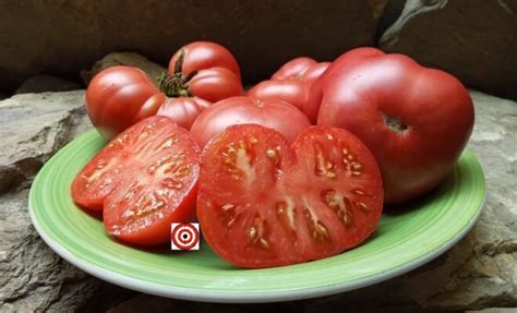 5 Best Red Beefsteak Tomatoes For Market Bounty Hunter Seeds