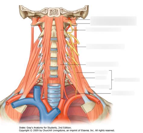 Prevertebral Muscles On Cervical Spine Diagram Quizlet