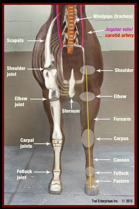 Equine Carpus Anatomy