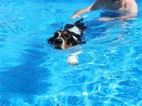 Swimming Swimming In My Swiiiiiiiiming Pooooooolllllll Basset Hound