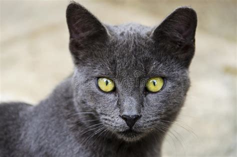 Grey Beautiful Cat With Yellow Eyes Stock Photo Image Of Paws