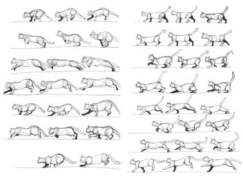 Paula Davey Animation Module Cat Movement Animation Sketches
