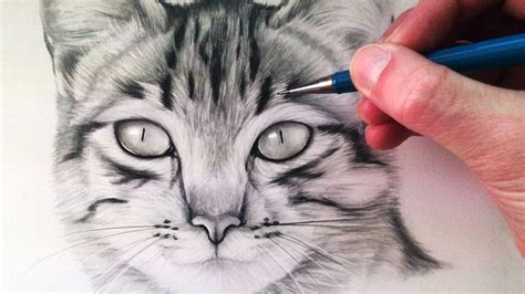 Https://tommynaija.com/draw/how To Draw A Kitten Face