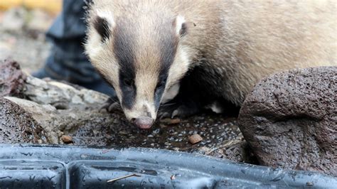 Siberias Mild Winter Wakes Badger Cubs From Hibernation The Moscow Times