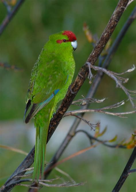 Red Crowned Parakeet New Zealand Birds Online