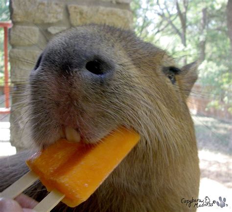 Happy Caplin Day Everyone Please Eat A Popsicle Or Some Yogurt To