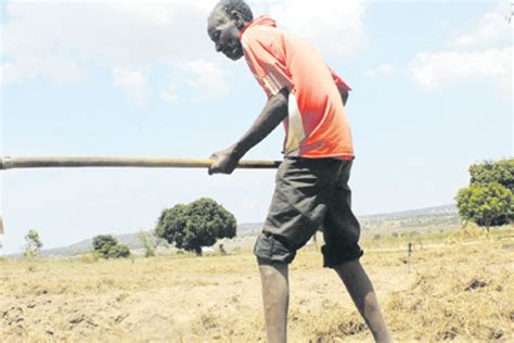 Nyamagana Farmers In Dilemma As Rains Delay The Citizen