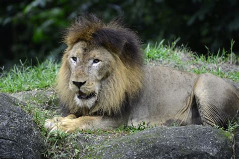 Singapore Zoo Lion 3 Sentosa Resort Island And Singapore Zoo