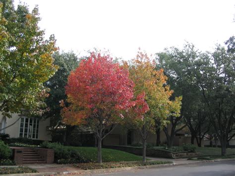 5 Top Texas Trees For Fall Color Blog Preservation