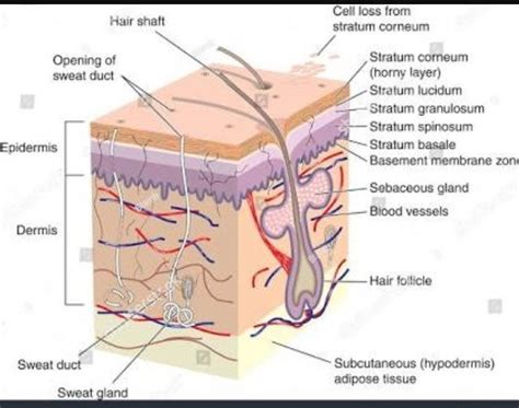File:human skin structure.svg is a vector version of this file. Draw the diagram of vertical section of human skin ...