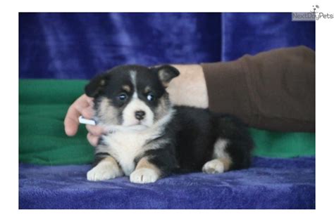 We have had great success with it with the most consistent litter of puppies. Ronda Lh: Welsh Corgi, Pembroke puppy for sale near ...