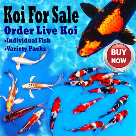 Shop Koi And Pond Products Hanover Koi Farms In 2023 Koi For Sale