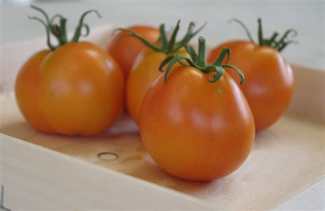 Tomate Auriga Potage Et Gourmands