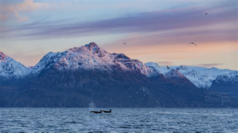 66 видео 1 071 просмотр обновлен 15 февр. Orcas in Norway - Whales Underwater