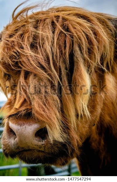 Brown Highland Cow Lovely Brown Colour Stock Photo Edit Now 1477547294