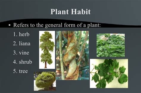 Plant And Structures
