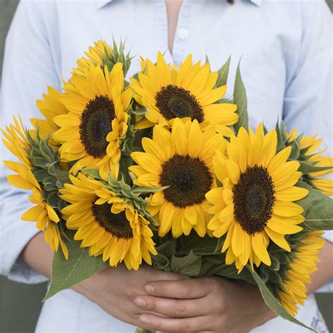 Sunrich Orange Summer Sunflower Seed Johnnys Selected Seeds