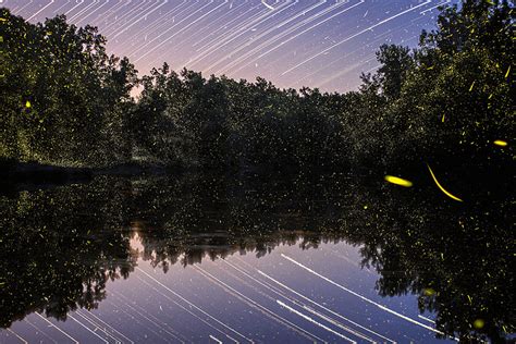 Magical Long Exposure Firefly Pictures By Vincent Brady Demilked