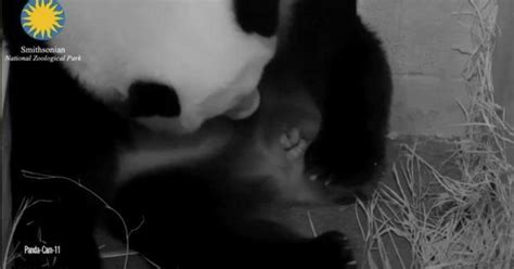 Panda Monium Panda Cub Expected At National Zoo Cbs News