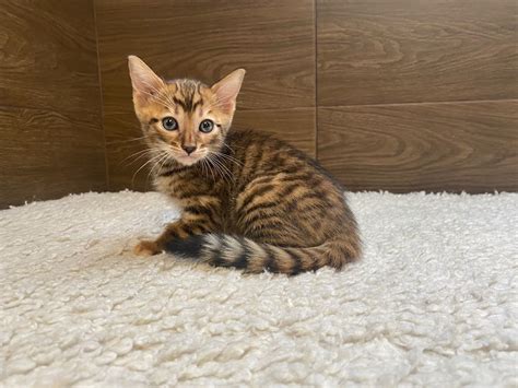 Toyger Kitten Cattery Sindycat