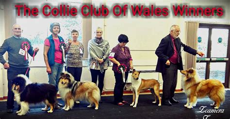 Collie Club Of Wales Open Show October 2016