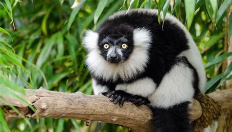 Extinct Lemurs Left Behind Plant ‘orphans Free Photos Free Images