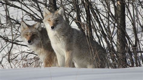 Southdale Resident Capture Photos Of Coyotes In Back Yard Ctv News