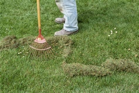 To prevent whiteflies from attacking plants in. How to Get Rid of Moss in Lawns